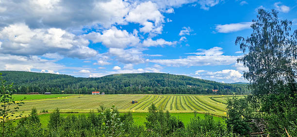 Farmer is working with preparing hay for baling in swedish countryside