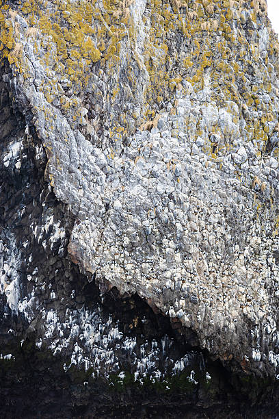 istock gulls on rock on Starichkov island in Avacha bay 2236458177