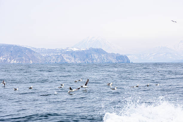 istock black-legged kittiwakes flock on water near coast 2236458201