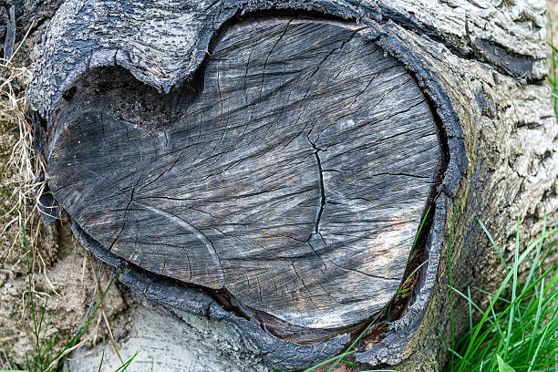 istock cross-section of an old tree trunk 2236458570