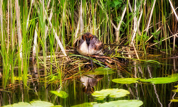 A Great Crested Grebe bird at Kinderdijk, Netherlands, using the water reflection as a mirror