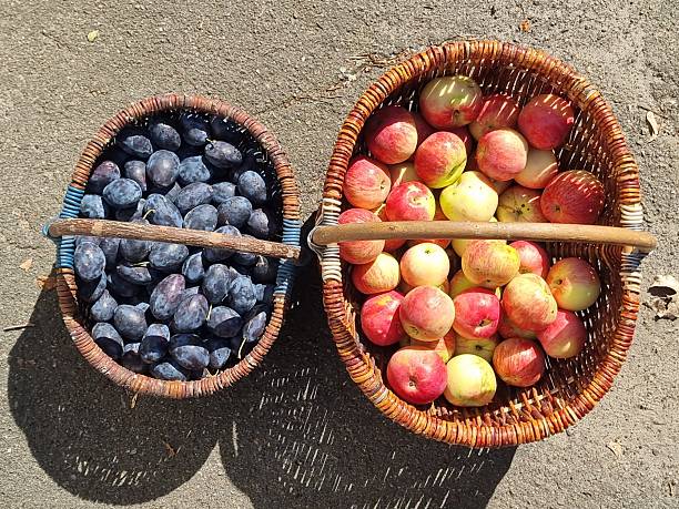 Two wicker baskets filled with freshly picked plums and apples on the ground in sunlight.