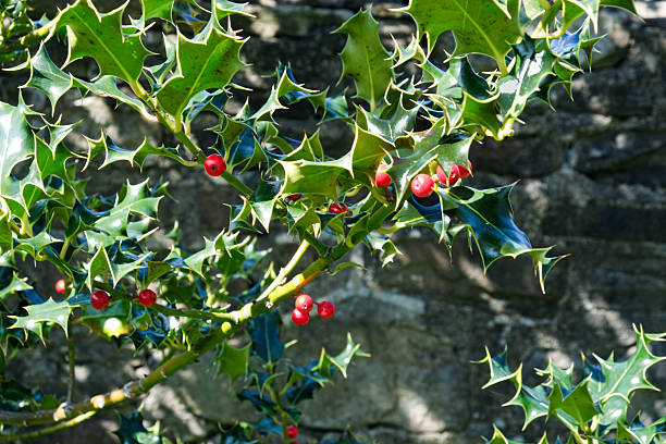 A holly plant with glossy green leaves and vivid red berries glows in sunlight against the backdrop of a stone wall.