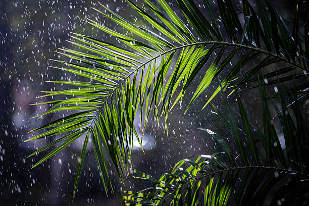 Palm Leaves in Tropical Rainfall with Sunlight