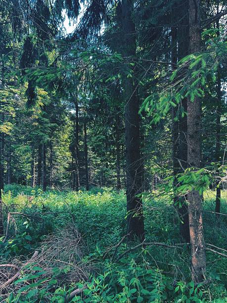 Lush green forest with tall trees and vibrant undergrowth on a sunny day