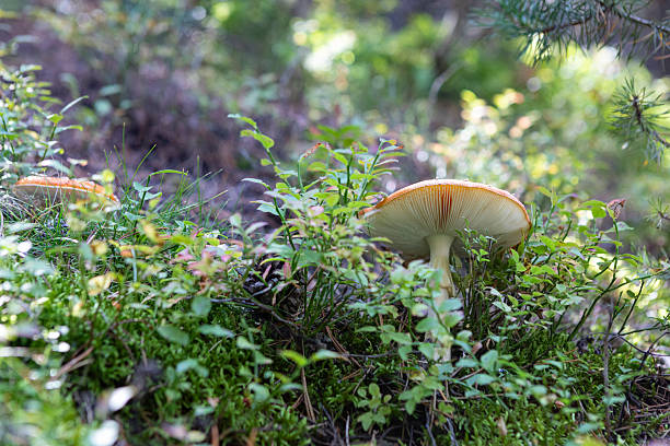 Fungi in the ground