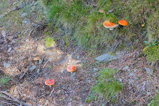 Amanita muscaria, in a pyrenees forest during autumn.