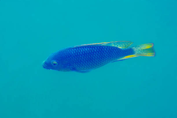 carp swimming in the lake