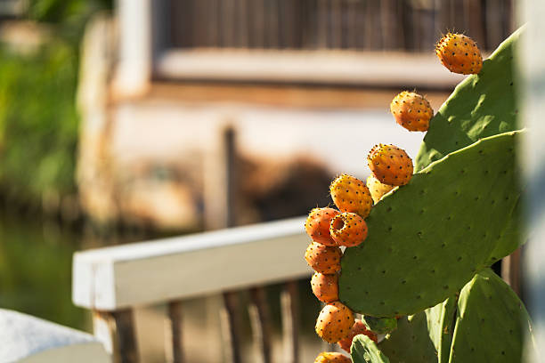 Prickly pears in the garden