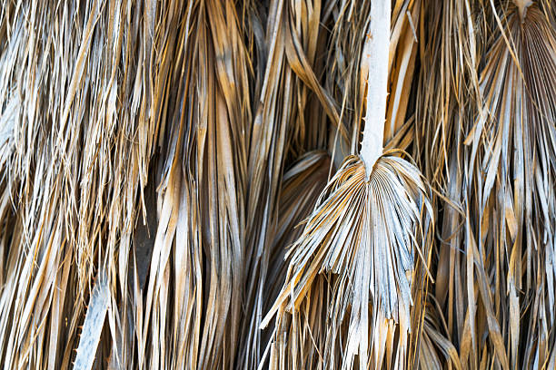 Coconut palm tree under blue sky. Vintage background