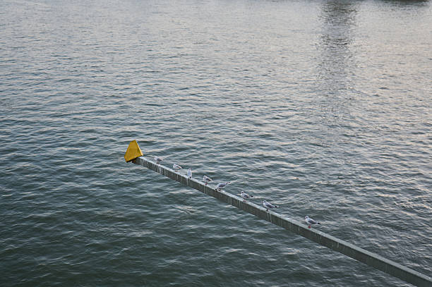 Group of seagulls lining up on a metal beam above a river