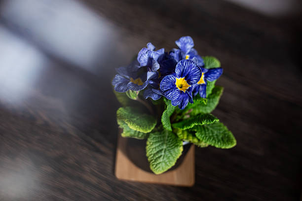 Primula first  spring flower. Gift idea.