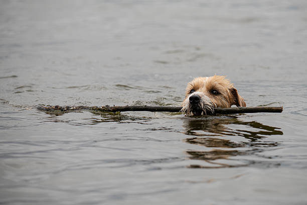 istock a dog swimming in a lake 2236477753