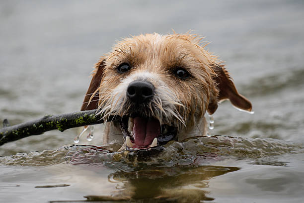 dog with a stick in its mouth