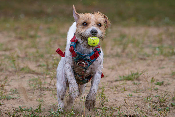 istock Dog running in the patk 2236478510
