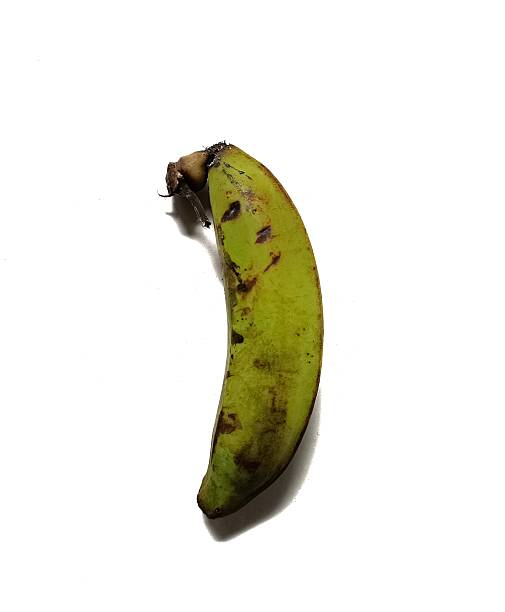 istock Green plantain isolated on white background 2236478526