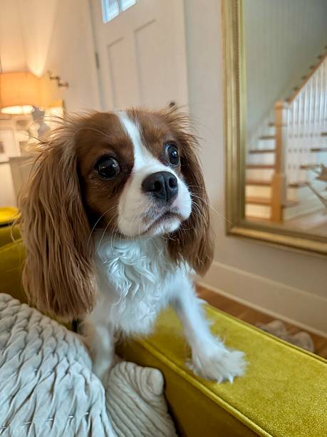 istock King Charles Spaniel Toy Dog Cavalier Spaniel looking toward camera with expressive eyes — small companion dog portrait. 2236478819