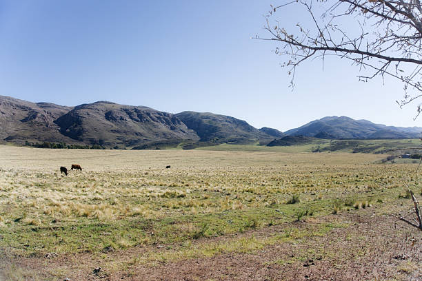 Cows are grazing on a dry grass pasture under a clear blue sky with mountains in the background