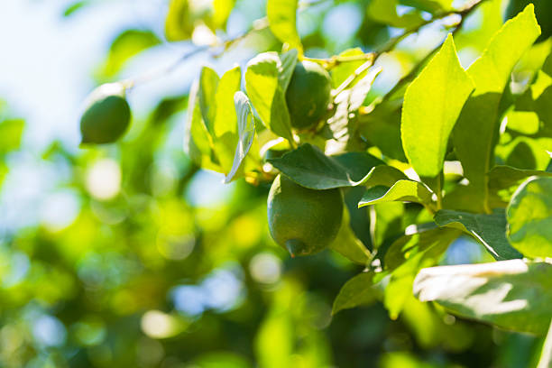Close-up of a lime on a branch