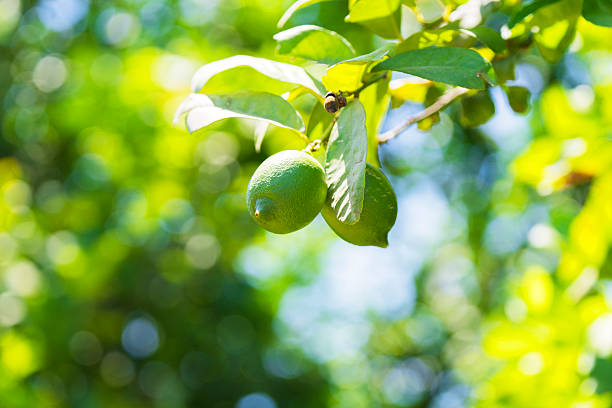 Close-up of a lime on a branch