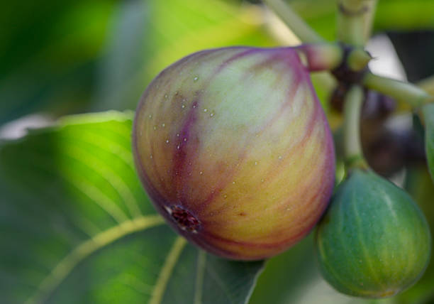Sunlit ripe figs on fig tree branches with soft blurred green background in Cyprus. Perfect for macro, nature, and tropical fruit photography.