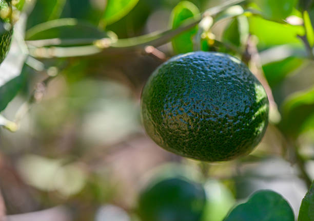 Closeup of unripe green mandarins growing on tree branches in Cyprus under sunlight. Perfect for nature, agriculture, and tropical fruit photography