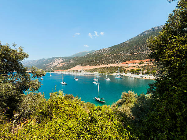 The marina view seen through the trees