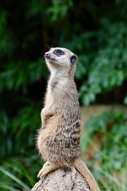 istock Meerkat standing upright on a rock 2236484318