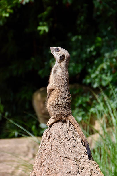 istock Meerkat standing upright on a rock 2236484322