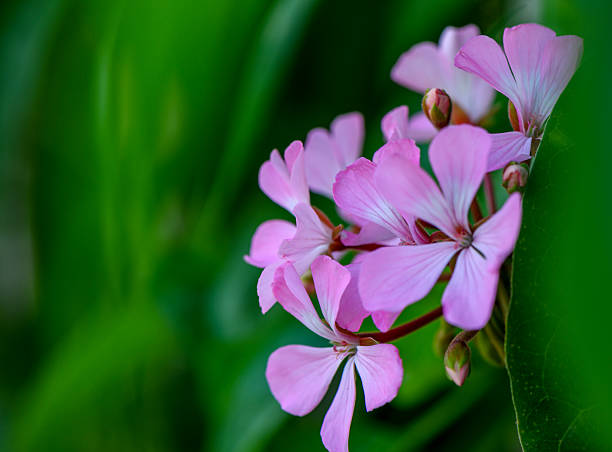 Closeup of vibrant pink geranium flowers against a soft green background. Perfect for floral, nature, garden, and spring photography.