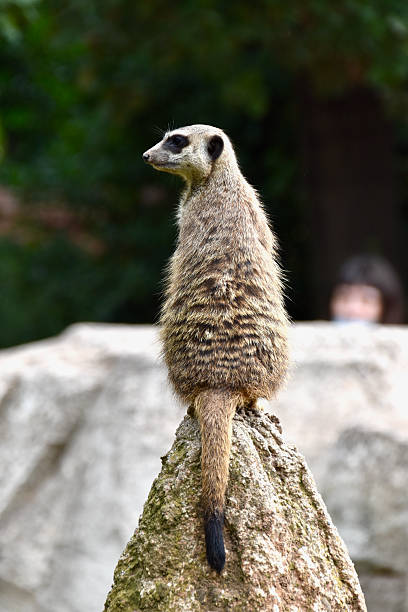 Two meerkats standing on a rock enjoying the warm sunlight.