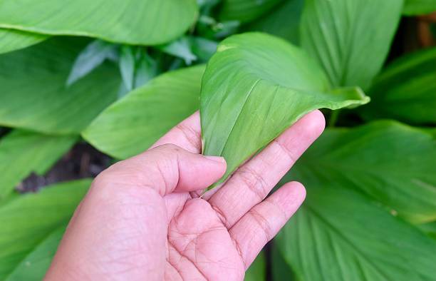 istock Hand Holding Herb for Freshness and Vitality 2236486442