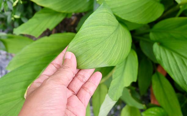 istock Hand Holding Medicinal Herb Used in Cooking 2236486443