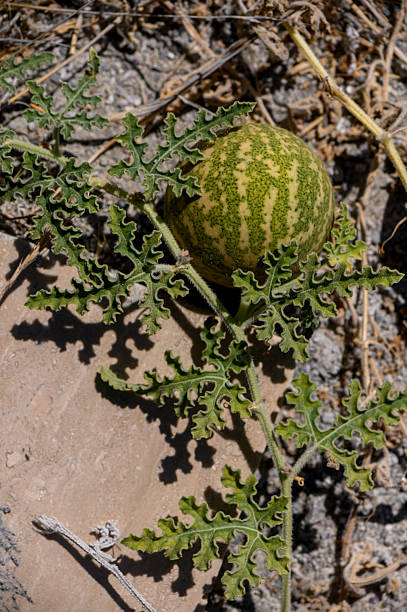 istock Watermelon growing on garden vine in Cyprus 2236486975