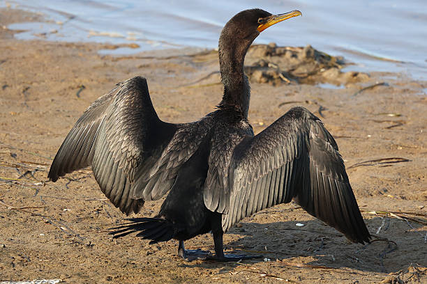 istock Cormorant Drying Wings, New Brunswick 2236487497
