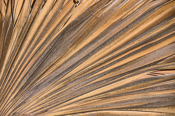 Dry date palm leaf as natural background. High quality Close-up of a dry date palm leaf, showcasing natural texture and earthy tones, perfect as a background for nature, tropical, and botanical stock photography.