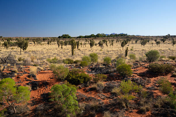 istock A vivid red-soil desert landscape in the Australian outback features sparse green shrubs and dry grass 2236489641