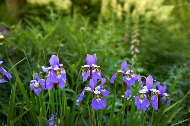 Blooming iris flowers in the garden. Floral natural background, greeting card, festive mood. Postcard Iridaceae design, bright sunshine