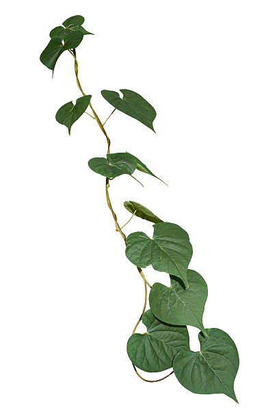istock Vine plant climbing isolated on white background. Plant cutout Clipping path. 2236490182
