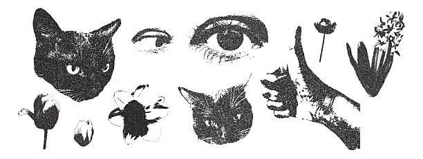 Cat and human eye and flowers photocopy set. Cutout collage simple floral, thumb up hand elements. Pieces of retro magazine halftone wildflowers. Vector illustration isolated on white background.