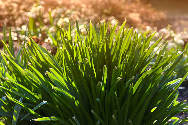 Two small plants sprout in rocky soil amidst grass, depicting the beginning of plant life and nature's cycle during springtime.