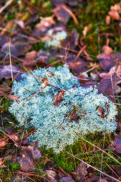 istock Dense cluster of reindeer moss in a Danish forest during autumn 2236490606