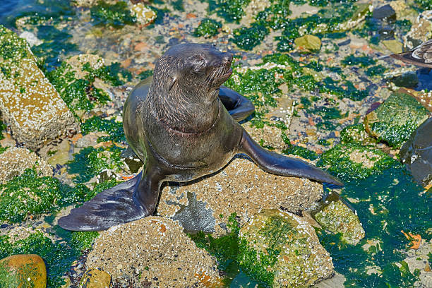 A sea lion rests elegantly on algae-covered rocks along Denmark's shore, blending with the natural aquatic foliage. The vibrant marine environment reflects tranquility, highlighting the untouched beauty of the Danish coastal ecosystem.