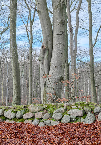 A serene forest scene showcasing tall European beech (Fagus sylvatica) trees under a clear blue sky. A rustic stone wall runs through the area, surrounded by fallen autumn leaves and mossy formations.
