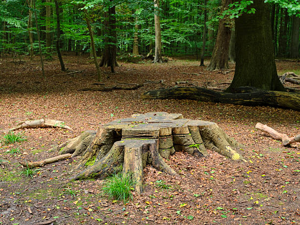 The image showcases the exposed root base of a Fagus sylvatica, commonly known as European beech, set amidst a natural, woodland ground of fallen leaves in Denmark's serene forest landscape.