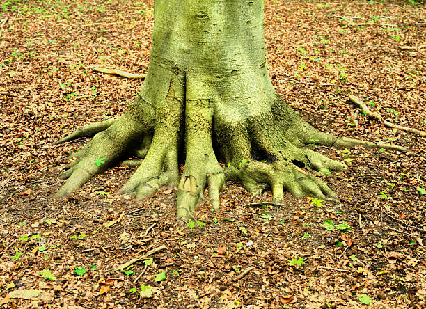 The image showcases the exposed root base of a Fagus sylvatica, commonly known as European beech, set amidst a natural, woodland ground of fallen leaves in Denmark's serene forest landscape.