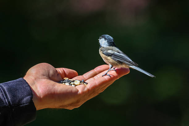 A bird eating out of a human hand.