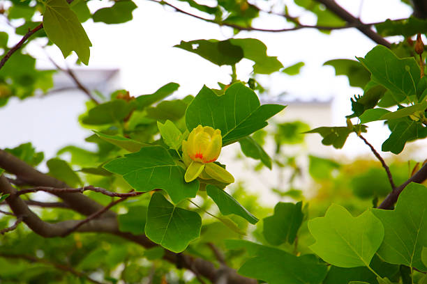 Tulip tree branches with green leaves and blooming flowers