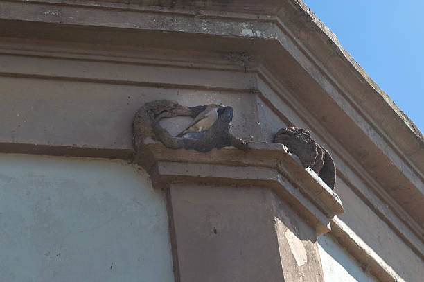 istock Classic Detail: Ornate Stucco Architecture Close-Up 2236493481