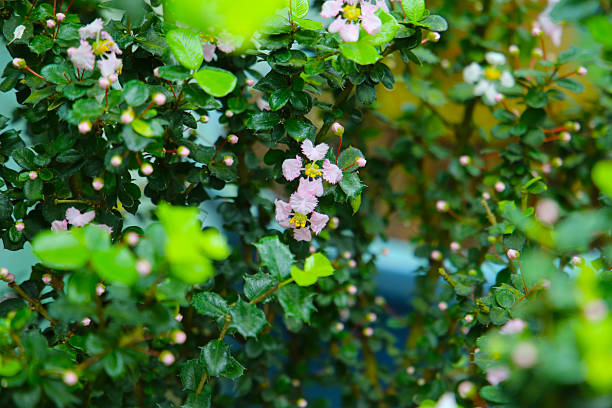 istock Singapore Holly or Miniature Holly 2236493549